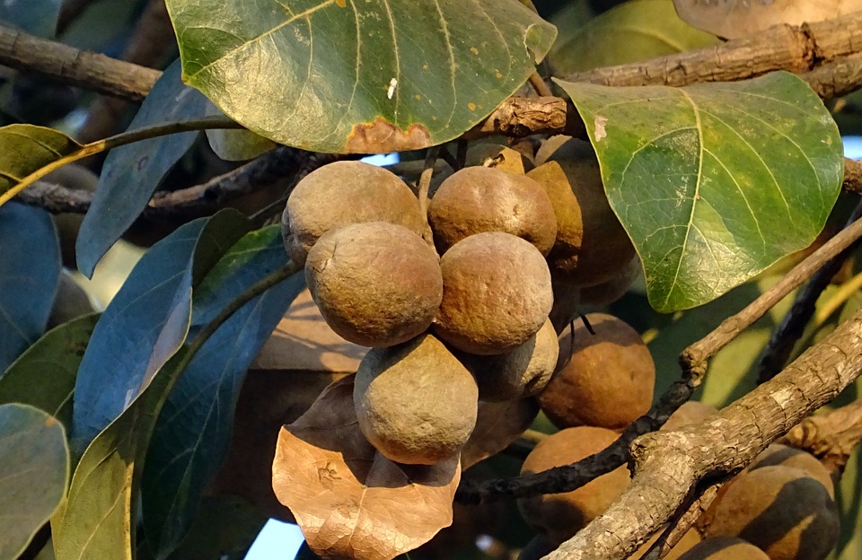 fruit-2079611_960_720
