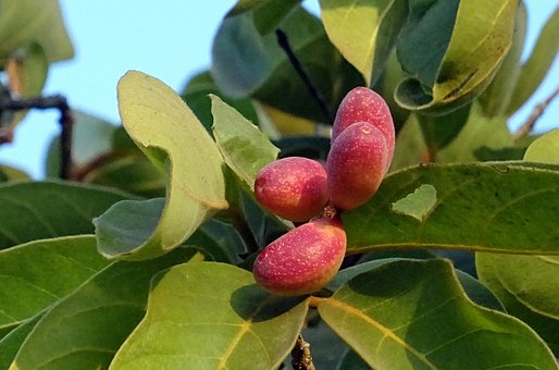 fruit-2079727__340